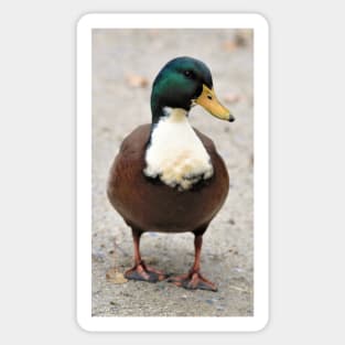 Domestic Bibbed (Duclair) Mallard Odd Duck Sticker